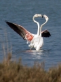 Veliki_plamenec_Greater_flamingo_11.jpg