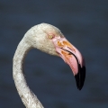 Veliki_plamenec_Greater_flamingo_14.jpg