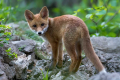 lisica_Fox_24.jpg