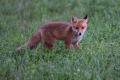 lisica_Fox_28.jpg