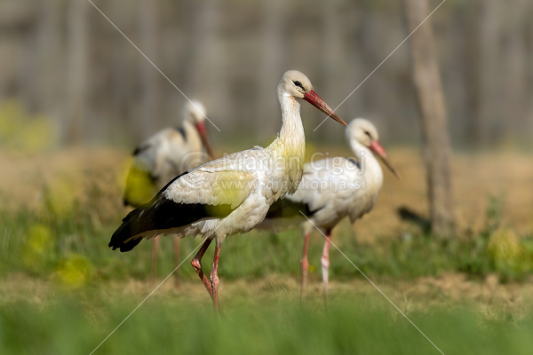 Klikni za ogled večje slike