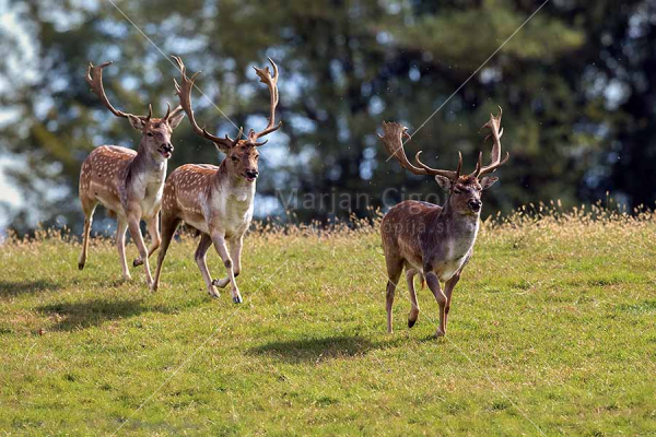 Klikni za ogled večje slike