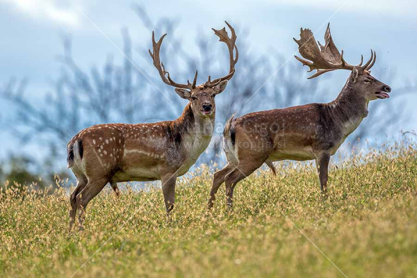 Klikni za ogled večje slike