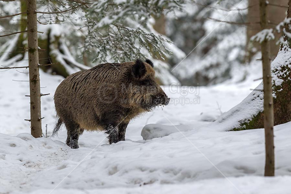 Klikni za ogled večje slike