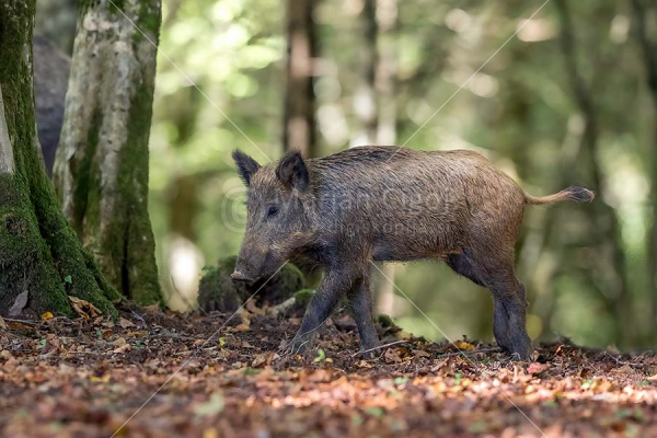 Klikni za ogled večje slike