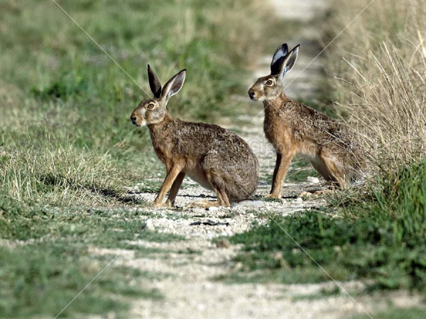 Klikni za ogled večje slike