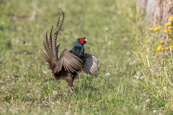 Klikni za ogled večje slike