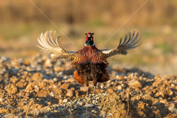 Klikni za ogled večje slike