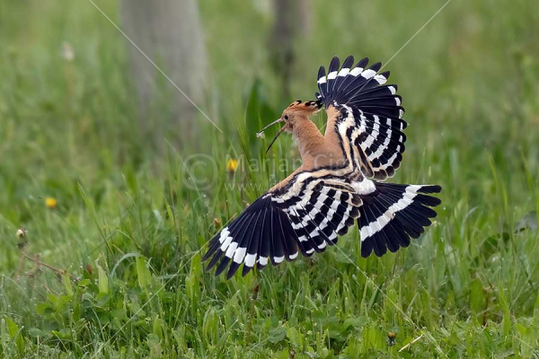 Klikni za ogled večje slike