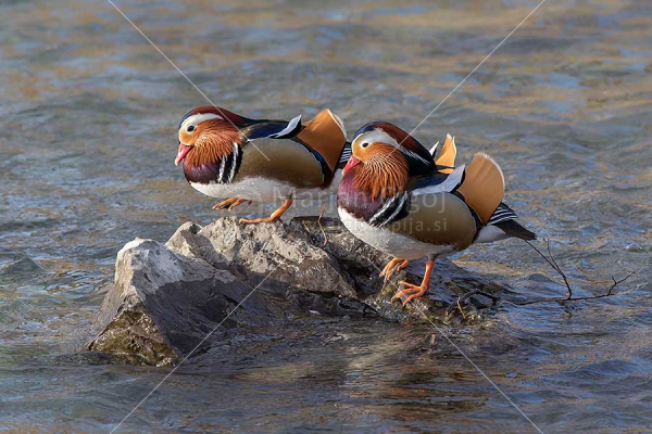 Klikni za ogled večje slike