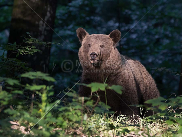 Klikni za ogled večje slike