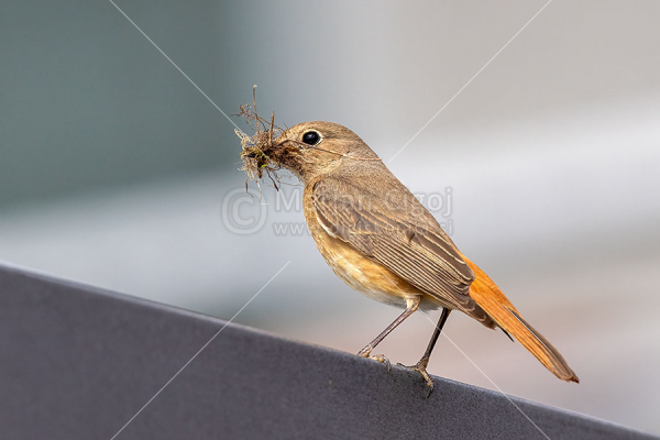 Klikni za ogled večje slike