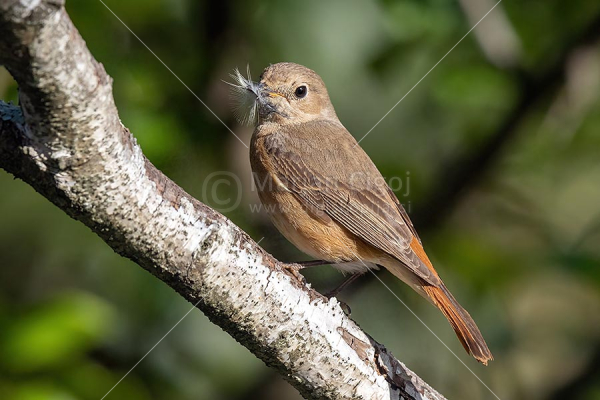 Klikni za ogled večje slike