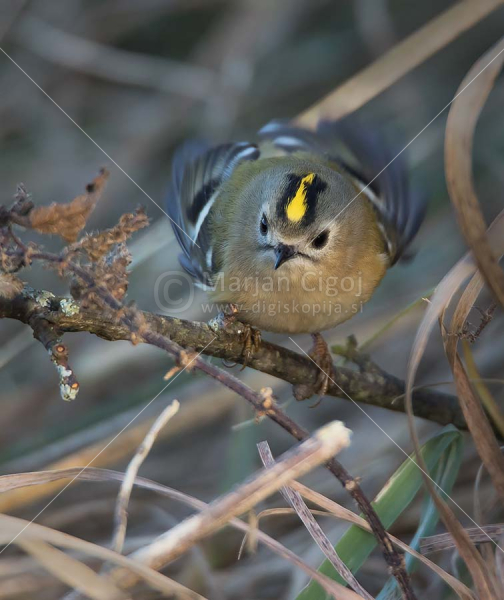 Klikni za ogled večje slike