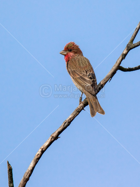 Klikni za ogled večje slike