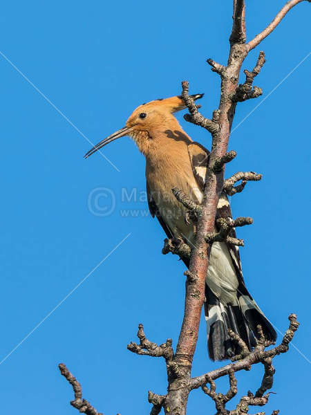 Klikni za ogled večje slike