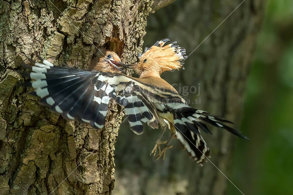 Klikni za ogled večje slike