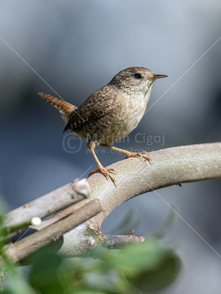 Klikni za ogled večje slike