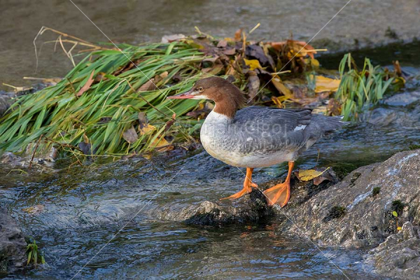 Klikni za ogled večje slike