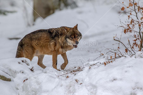 Klikni za ogled večje slike