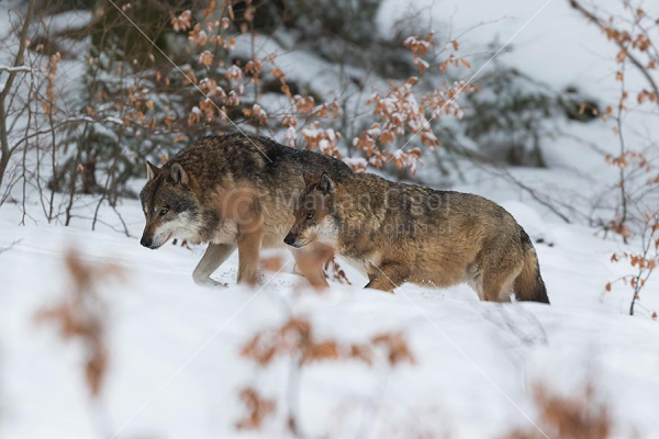 Klikni za ogled večje slike