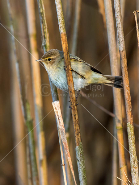 Klikni za ogled večje slike