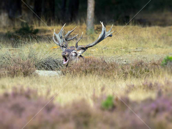 Klikni za ogled večje slike