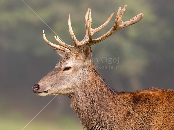 Klikni za ogled večje slike