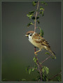 Poljski_vrabec_Tree_sparrow_01.jpg