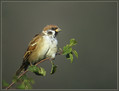 Poljski_vrabec_Tree_sparrow_03.jpg