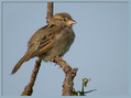 Poljski_vrabec_Tree_sparrow_05.jpg