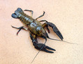 Crayfish_01.jpg
