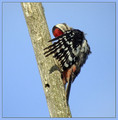 Veliki_detel_Great_spotted_woodpecker_03.jpg