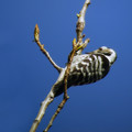 Mali_detel_Lesser_spotted_woodpecker_02.jpg