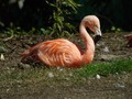 Veliki_plamenec_Greater_flamingo_05.jpg