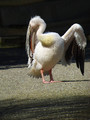 Roznati_pelikan_White_pelican_Pelecanus_onoctrotalus_01.jpg