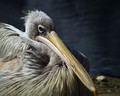 Kodrasti_pelikan_Dalmatian_pelican_Pelecanus_crispus_Pelikani_Pelecanidae_02.jpg