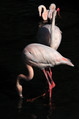 Veliki_plamenec_Greater_flamingo_07.jpg