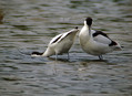 Sabljarka_Avocet_Recurvirostra_avosetta_Polojniki_Recurvirostridae_04.jpg