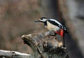 Veliki_detel_Great_spotted_woodpecker_07.jpg