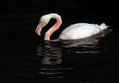 Veliki_plamenec_Greater_flamingo_08.jpg