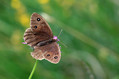 Metulj_Butterfly_11.jpg